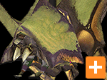 Antlion