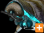 Gunship